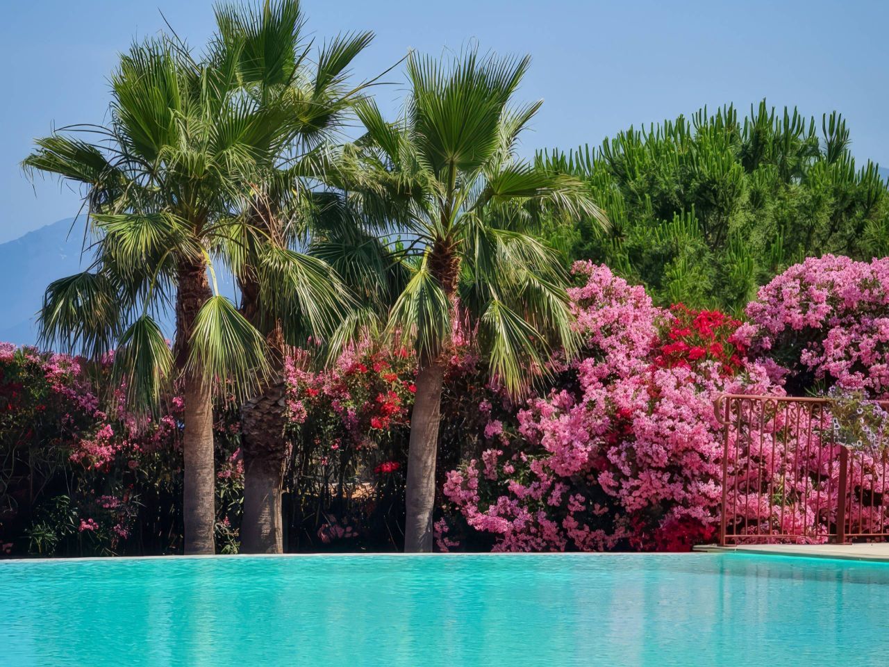 Une piscine sereine reflète un ciel dégagé, entourée de fleurs roses vibrantes et de palmiers, créant ainsi une oasis tropicale.